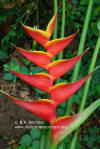 Heliconia bihai x caribaea 'Fluted'